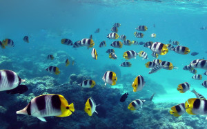Beautiful Ocean Fish HD Wallpaper