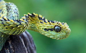 Bush Viper Snake Wallpaper