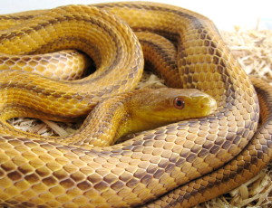 Images Yellow Rat Snake Wallpaper