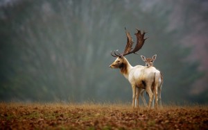 Nature Deer In Foresh