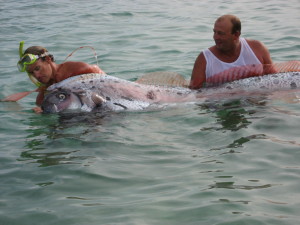 Oarfish Picture