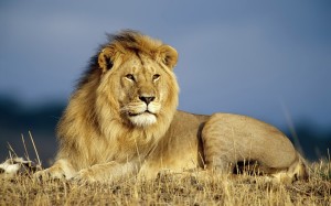 Strong Lion Wallpaper HD