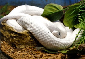 Texas Rat Snake Albino