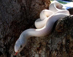 White Texas Rat Snake HD Wallpaper