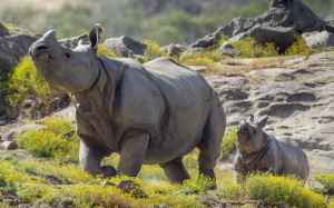 Wild Rhinoceros HD Wallpaper