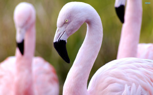 Beautiful Bird Flamingo Wallpaper Widescreen