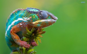 Beautiful Nature Chameleon Wallpaper Picture