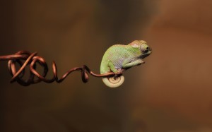 Cute Baby Chameleon Wallpaper