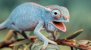 Cute Color Chameleon Wallpaper Nature