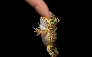 Finger Bitting Frog HD Wallpaper