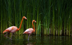 Flamingo Bird Wallpaper HD