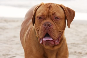 French Mastiff Wallpapers