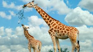 Giraffe Pictures Wallpaper HD