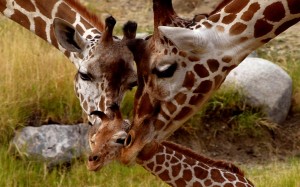 Lovely Giraffes Family Wallpaper Animal