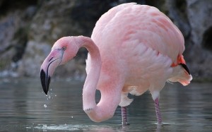 Pink Flamingo Wallpaper Desktop