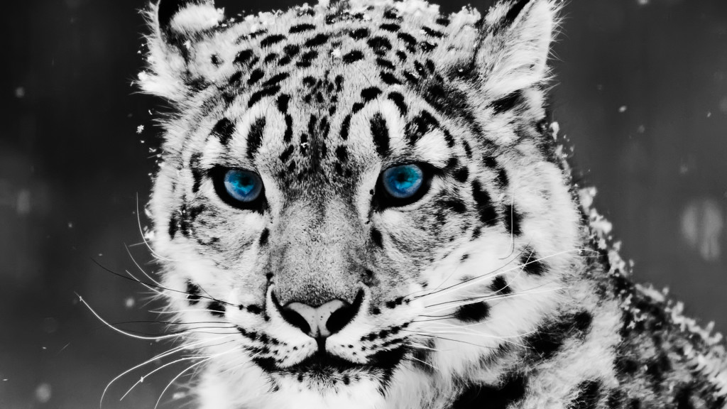 White Tiger 1080p Wallpaper