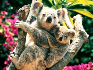 Animals Koala Picture HD