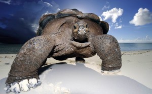 Awesome Giant Turtle HD wallpaper