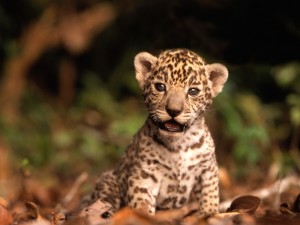 Baby Jaguar Wild Animal Wallpaper