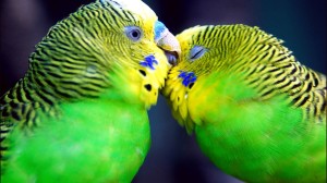Beautiful Parrot Kissing Wallpaper HD
