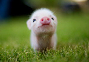 Cute Animal Baby Pig Wallpaper