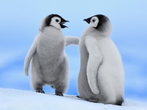 Cute Baby Penguins Wallpaper HD