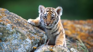 Cute Baby Tiger HD wallpaper
