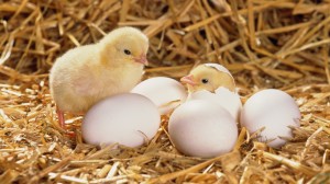 Cute Chicks Hatched HD Wallpaper