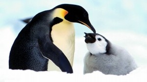 Cute Pinguin Background Wallpaper