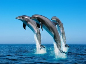 Dolphins HD wallpaper