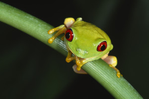 Frog HD Wallpaper