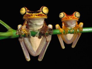 Funny Frogs Wallpaper HD