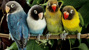Lovebirds Pictures Animal