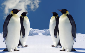 Penguins Animals Background