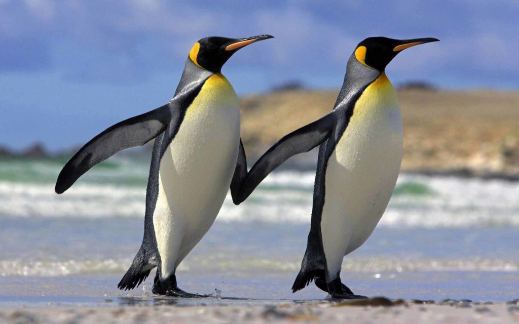 Penguins Wallpaper PC