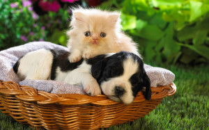 Puppy and Kitten Cute Wallpaper HD