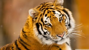 Wild Tiger HD Wallpaper