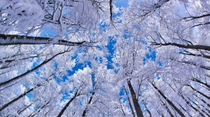Winter Foresh Sky Blue Wallpaper