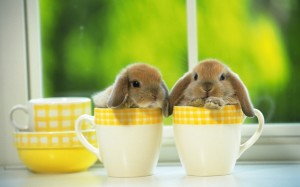 Cute Baby Rabbit Wallpaper HD