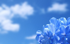 Sky Blue Flowers Wallpaper
