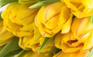 Yellow Tulipa Wallpaper Iphone imac