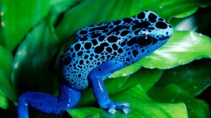 Blue Frog Animals Wallpaper Android