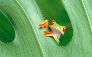 Frog Cute Photography Wallpaper
