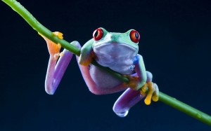 Frog Wallpaper HD Nature