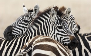 Animal Zebra Wallpaper HD