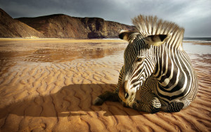 Zebra Wallpaper HD Nature Beach
