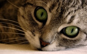 Cute Cat Eyes Wallpaper HD