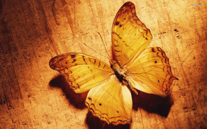 Butterfly Brown Wallpaper HD