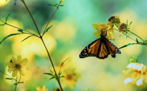 Butterfly Photography Wallpaper Hd