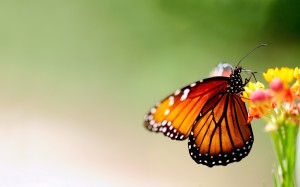 Butterfly Wallpaper Animal
